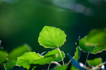 close up green leave in sun light