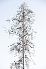 isolated dried branches. ecological catastrophe