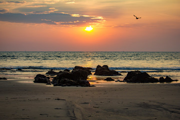 Arambol beach and a flying bird in the sunset