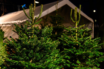Christmas trees for sale in a market place.