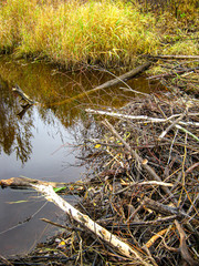 beaver dam on a forest river