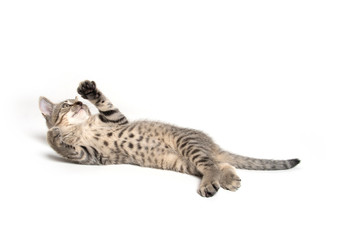 Fototapeta premium Tabby kitten laying down on white