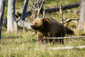 grizzly in the snags