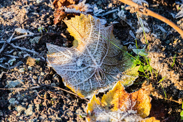 gefrorene Weinblätter mit Reif überzogen