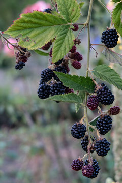 Blackberries ripen on branch
