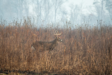 Large whitetailed deer buck