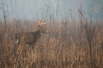Large whitetailed deer buck