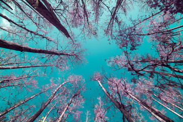 Florida Cypress Trees in Infrared