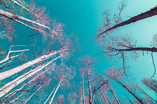 Florida Cypress Trees in Infrared