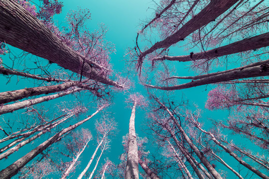 Florida Cypress Trees in Infrared