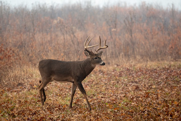 Large whitetailed deer buck