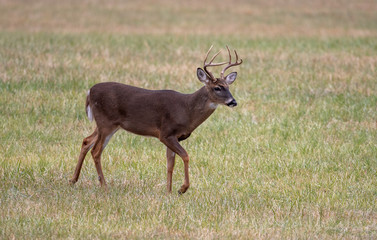 Large whitetailed deer buck