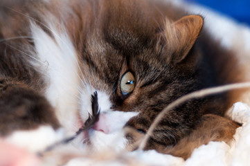 beautiful fluffy cat plaiyng  indoor with a plume. handmade toy.