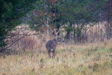 Obraz na płótnie Canvas Large whitetailed deer buck