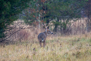 Obraz na płótnie Canvas Large whitetailed deer buck