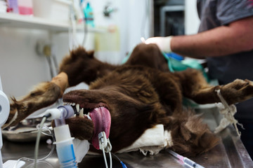 Dog Spay Surgical Procedure