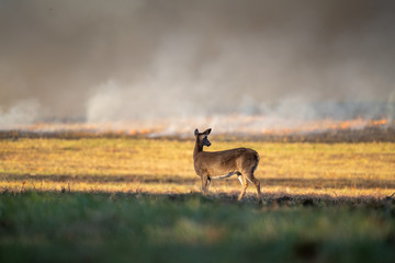 white-tailed deer doe in forest fire