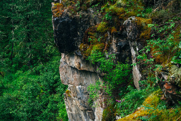 Beautiful mystery taiga with rich flora on high mossy cliff. Big rocky wall with thick moss among fresh greenery in woodland. Big rocks with moss. Atmospheric green forest landscape to highland woods.
