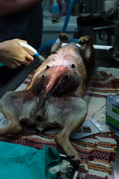 Dog Spay Surgical Procedure