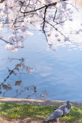 Close up unparalleled Loving Birds Picture ( Pigeon )