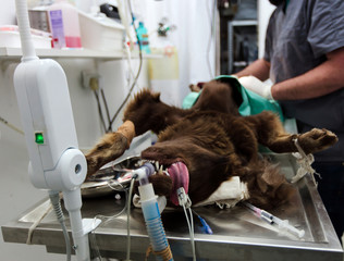 Dog Spay Surgical Procedure