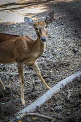 Brow-antlered Deer