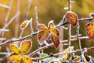 Brombeerblätter mit Reifrand umzoggen
