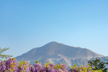 View of Mount Buko or Buko-zan with beautiful full bloom of Purple pink Wisteria blossom trees...
