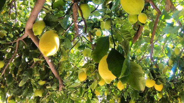 Ripe lemons hanging on a lemon tree. Yellow lemons grow on a tree in the garden. Sun in shining though the branch