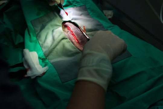 Dog Spay Surgical Procedure