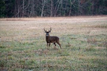 Large whitetailed deer buck