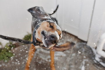 Clean dog shaking soap suds off of him during a bath