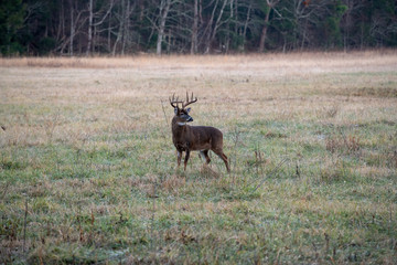 Large whitetailed deer buck