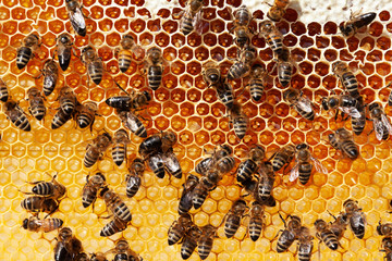 Bees working in hive filling honeycombs