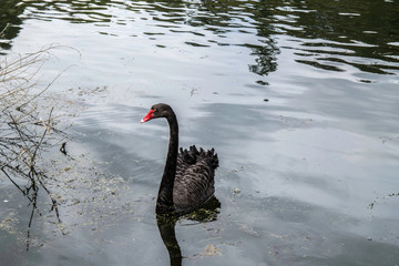 Black Swan