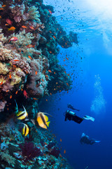 Group of divers exploring beautiful coral reef.
