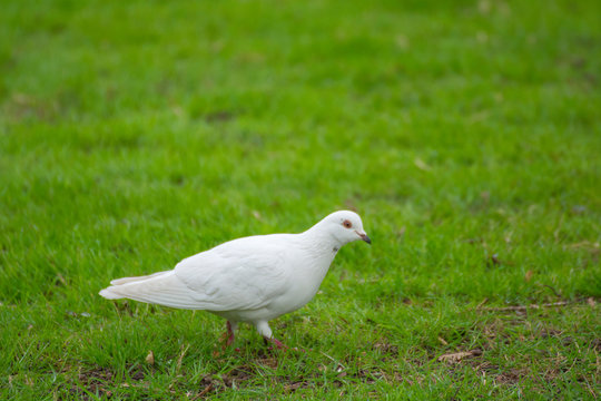 Bird 292
