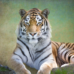 Amur Tiger, Welt größte Katze