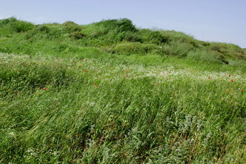 green grass and blue sky