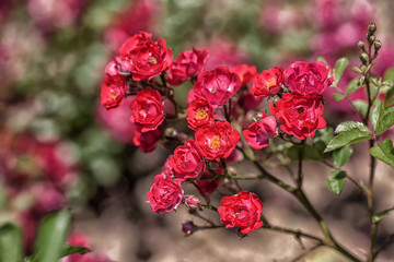 Pink blooming rose flowers in bush in green summer garden