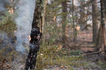 Smoke after forest fire