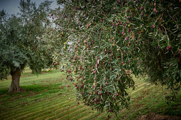 Fototapeta na wymiar Olive grove of picual olives in Spain before harvesting in winter.