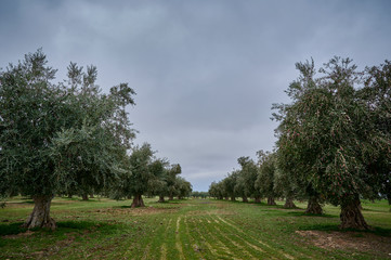 Olive grove of picual olives in Spain before harvesting in winter.