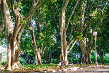 Wooden bench in Sydney