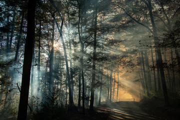 Smoke after forest fire