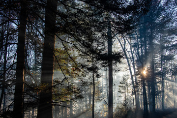Fototapeta premium Smoke after forest fire