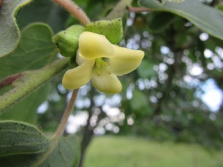 Persimmon tree blossom in the spring