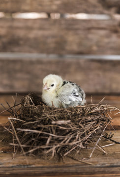 Baby chick