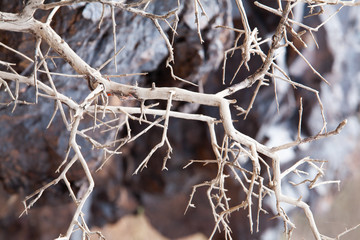 dead tree in the desert of Mongolia