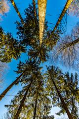 Fototapeta premium path with spectacular shadow in the Taunus forest near Glashuetten at the Feldberg area